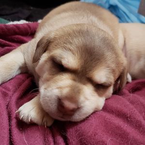 Meet your Posher, Walter